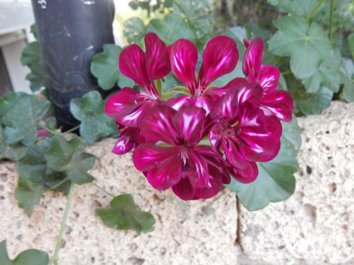 Finca Florida سان ميغيل ذي أبونا المظهر الخارجي الصورة