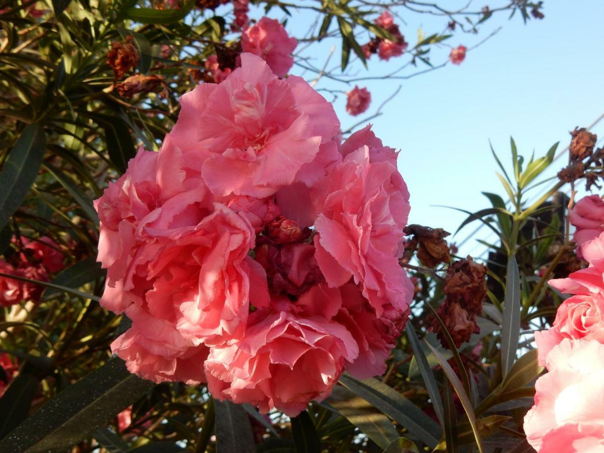 Finca Florida سان ميغيل ذي أبونا المظهر الخارجي الصورة