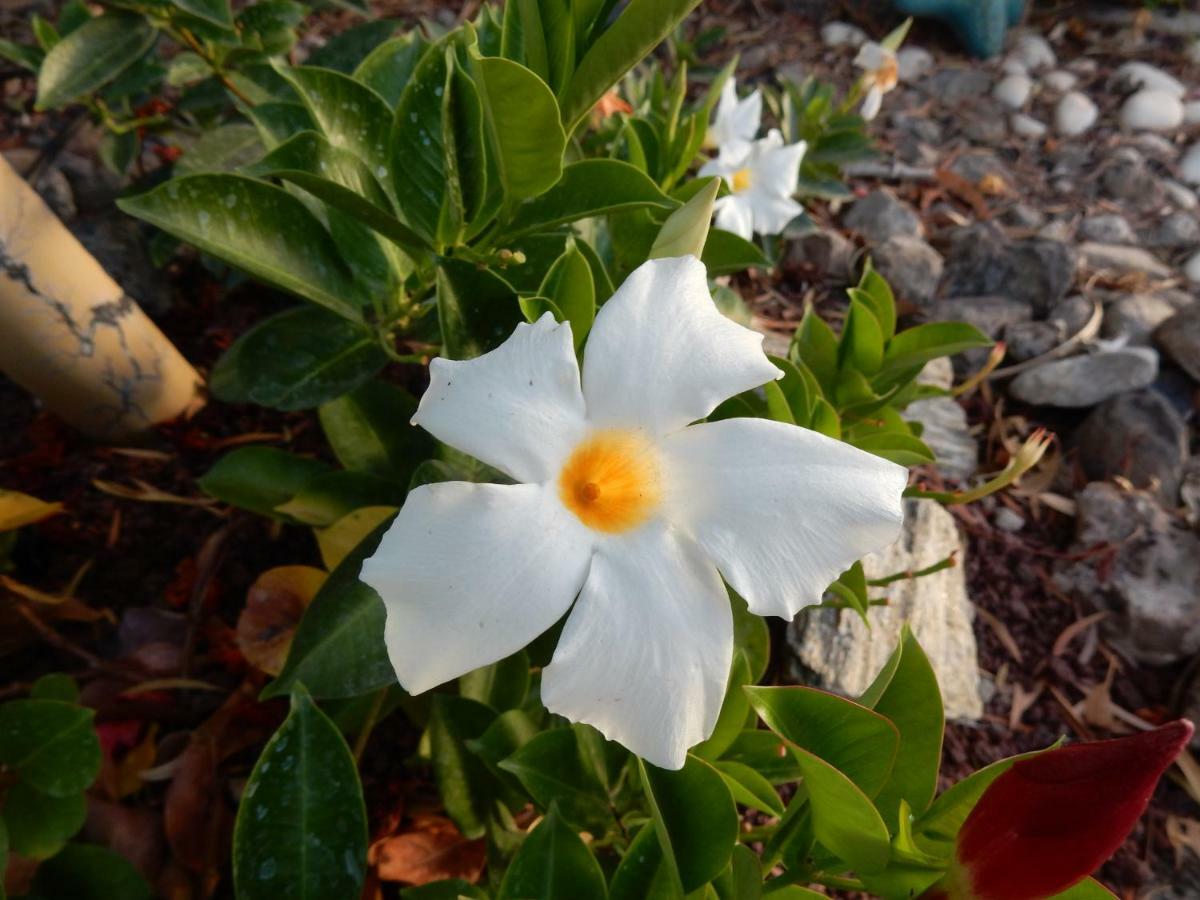 Finca Florida سان ميغيل ذي أبونا المظهر الخارجي الصورة